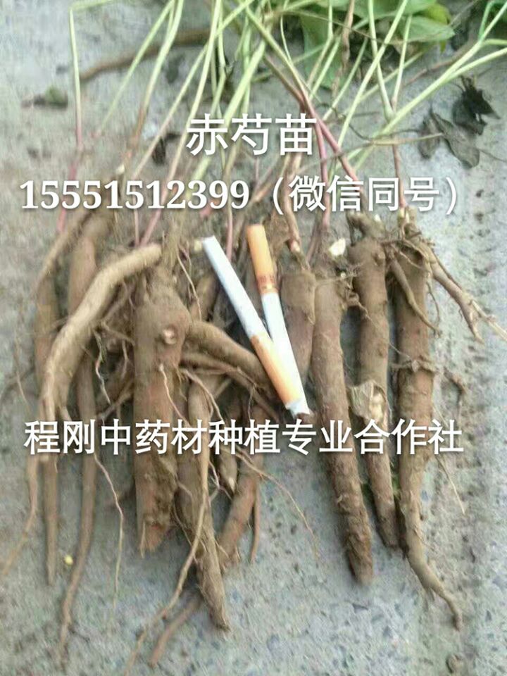 亳州芍药苗出售芍药秧苗价格芍药栽子批发种植基地  芍药种子  芍药籽