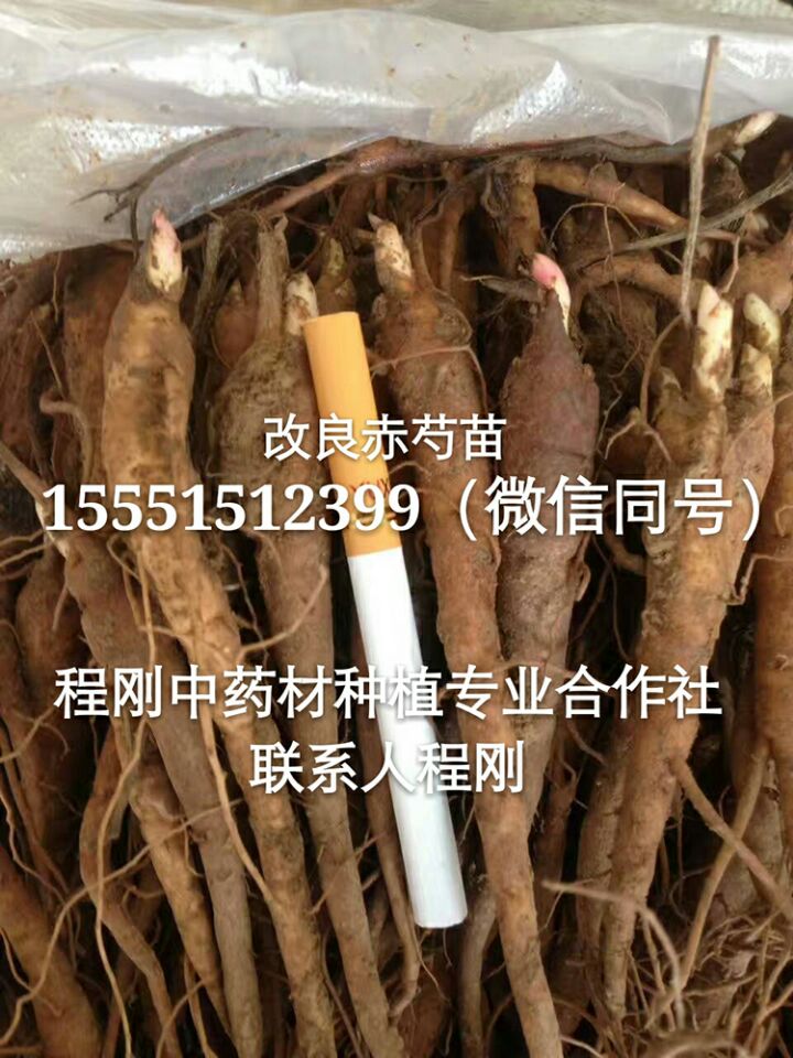 赤芍苗子亩产量多少 赤芍种子 赤芍籽 赤芍种苗