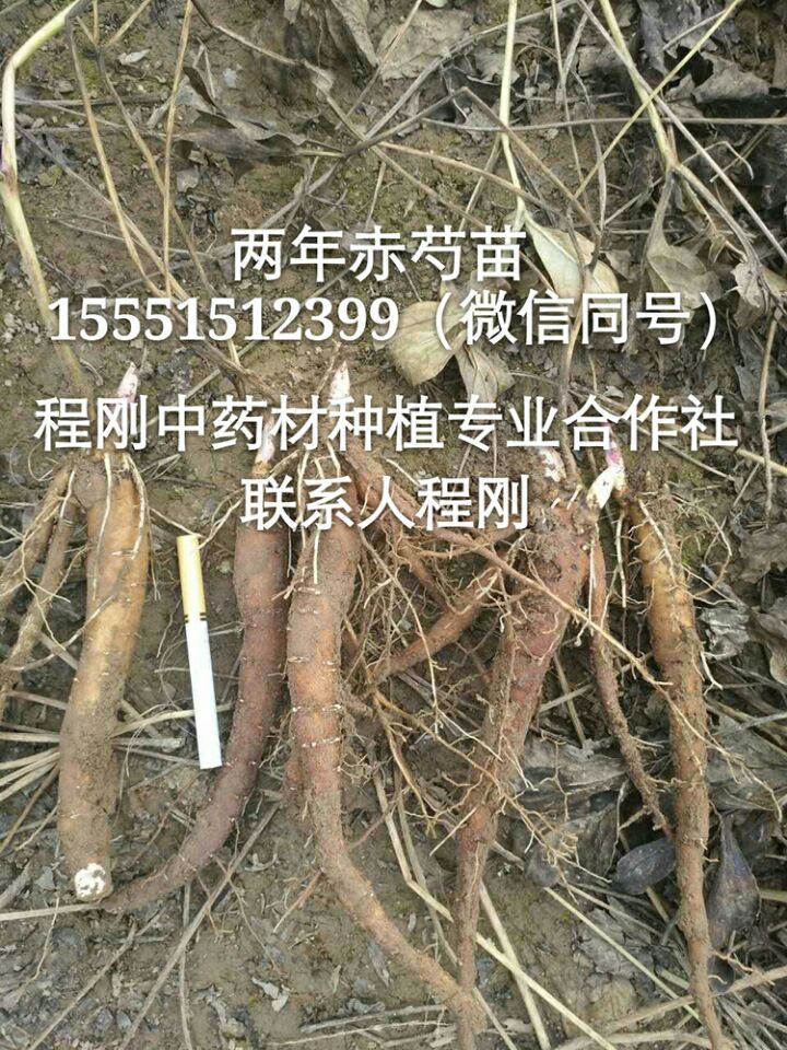 亳州赤芍种苗价格赤芍药栽子批发  赤芍种子  赤芍籽  赤芍苗