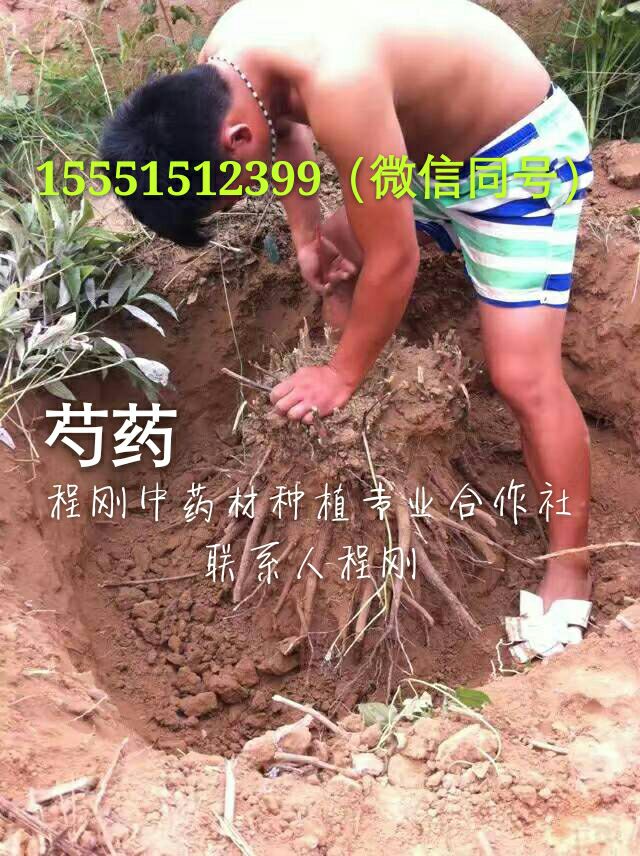 亳州赤芍种苗价格赤芍药栽子批发  赤芍种子  赤芍籽  赤芍苗