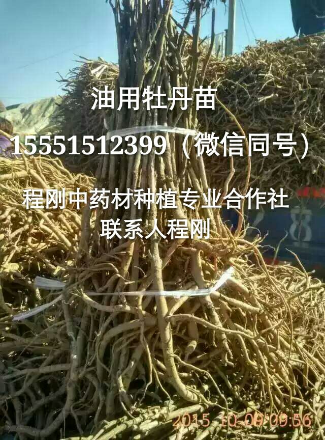 亳州油牡丹苗价格牡丹种苗批发种植基地  牡丹种子  牡丹籽  油用牡丹苗
