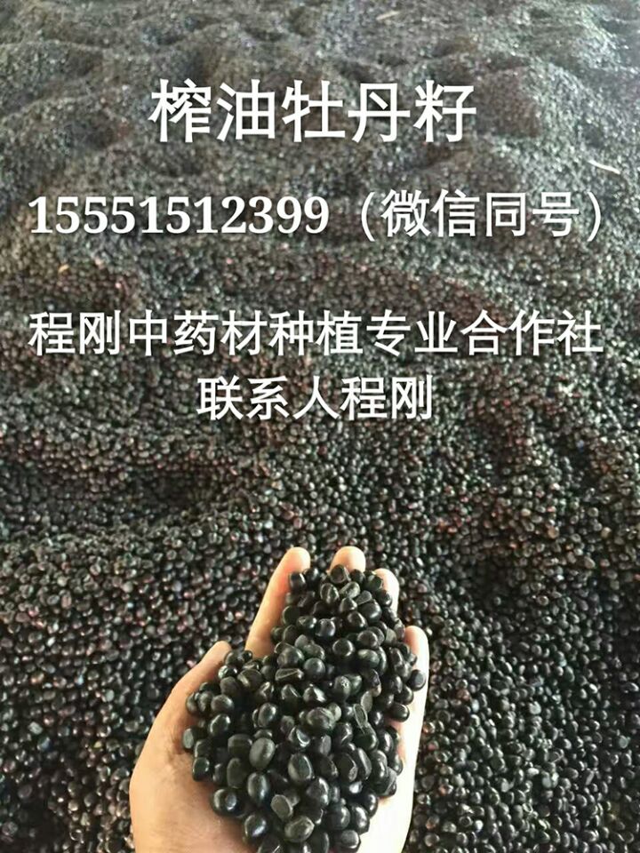 亳州油牡丹苗价格牡丹种苗批发种植基地  牡丹种子  牡丹籽  油用牡丹苗