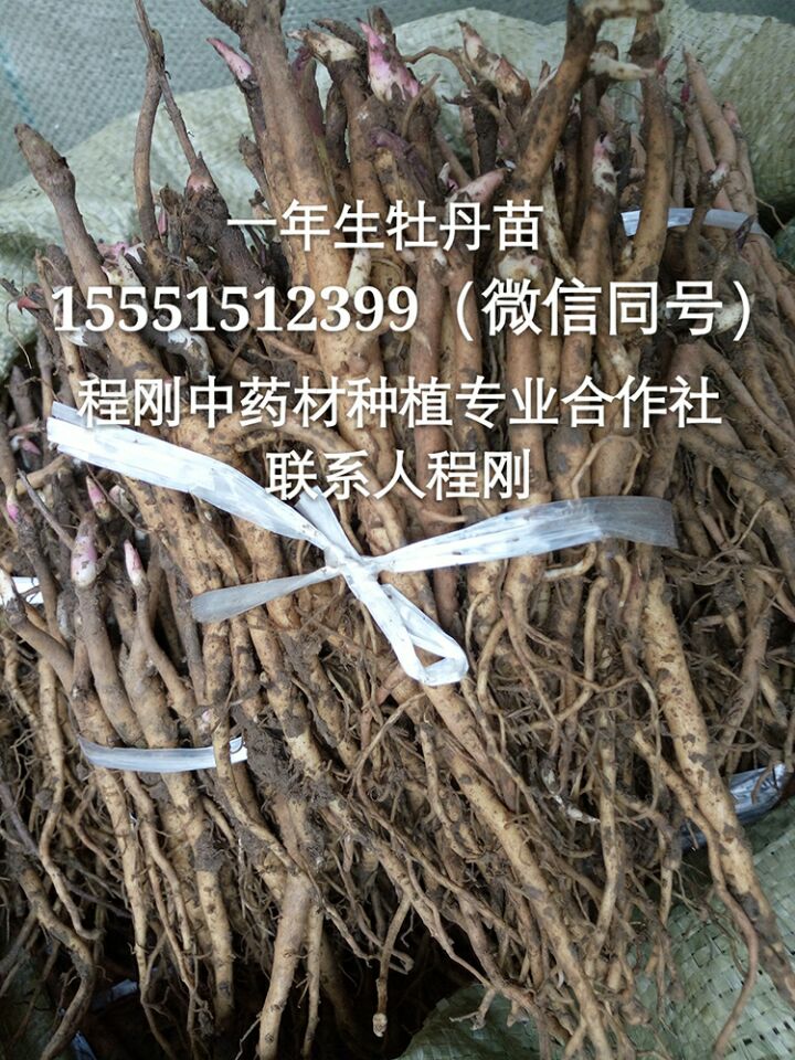安徽油牡丹苗子批发榨油牡丹籽价格  牡丹种子