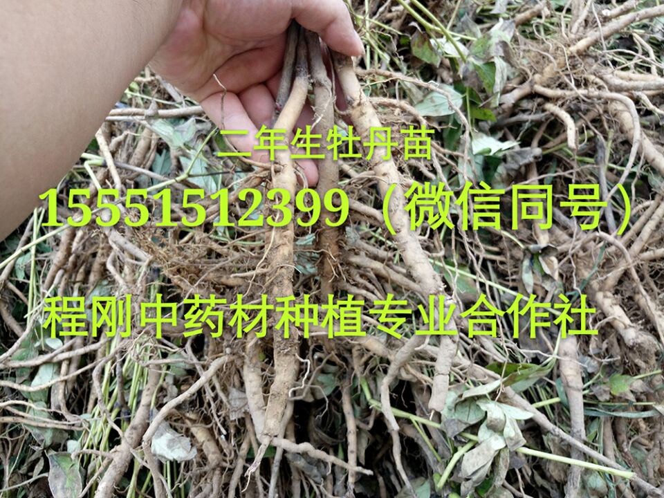 安徽油牡丹苗子批发榨油牡丹籽价格  牡丹种子