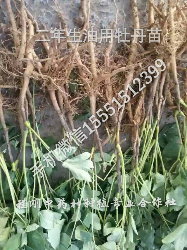 安徽油牡丹苗子批发榨油牡丹籽价格  牡丹种子