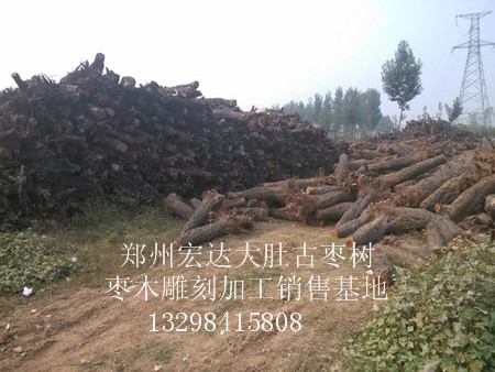 想要精品古枣树就来宏达根艺雕刻中心 百年 古枣树批发 古枣树价格