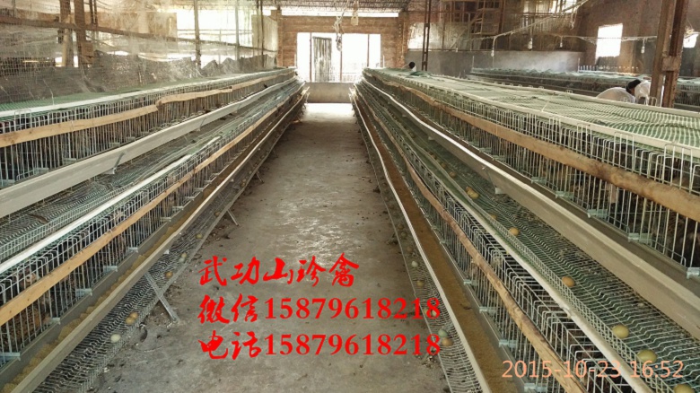 通山县山鸡养殖场白下绿壳蛋鸡养殖成本