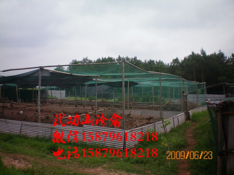 沙洋县野鸡苗批发宝应县黑羽绿壳蛋鸡苗