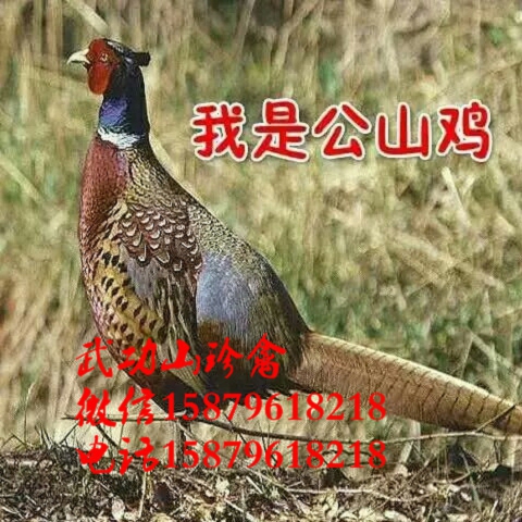 大悟县野鸡苗怎么养涟水县绿壳蛋鸡图片