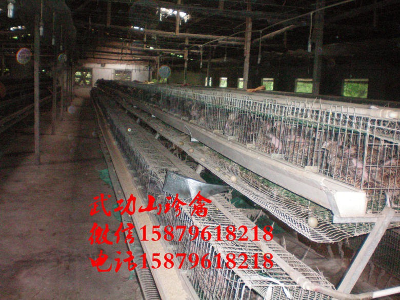 建始县山鸡养殖基地泉山绿壳蛋鸡苗多少钱