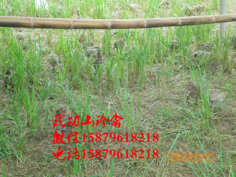 黄石港野鸡养殖视频丹徒五黑一绿绿壳蛋鸡苗