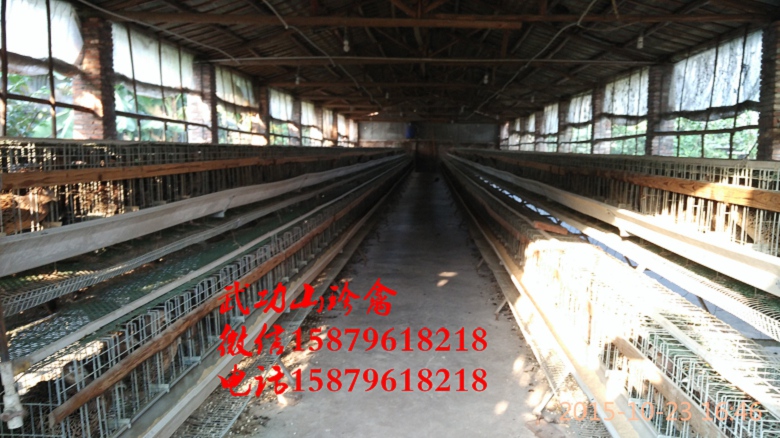 安陆野鸡养殖视频亭湖绿壳蛋鸡养殖前景