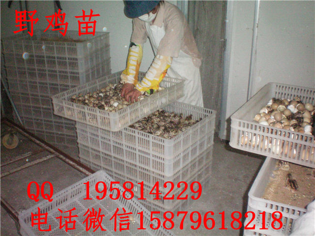 宜城野鸡苗出售建邺绿壳蛋鸡苗价格