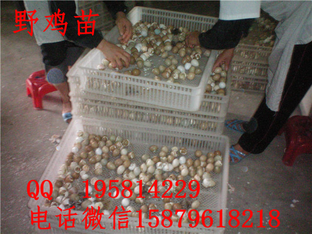 沙野鸡苗价格沭阳县黑羽绿壳蛋鸡苗