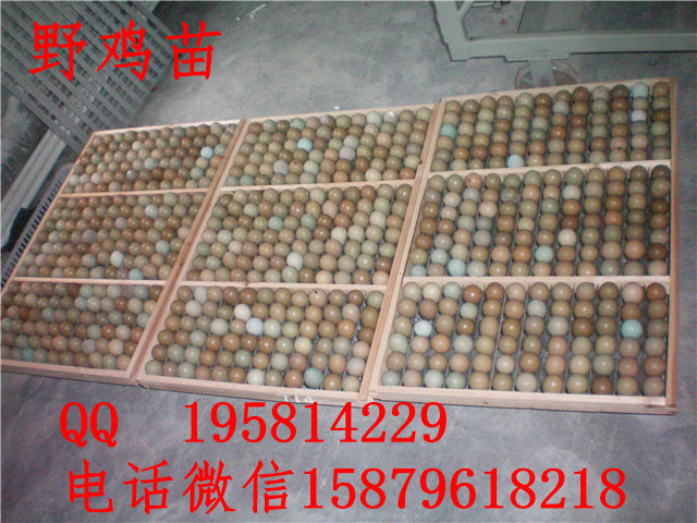 大悟县野鸡苗怎么养涟水县绿壳蛋鸡图片