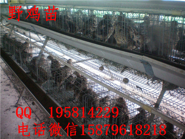 建始县山鸡养殖基地泉山绿壳蛋鸡苗多少钱