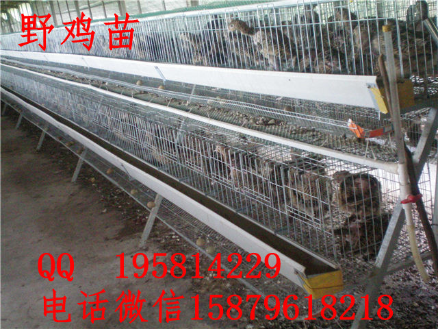 猇亭野鸡苗价格灌云县绿壳蛋鸡养殖场