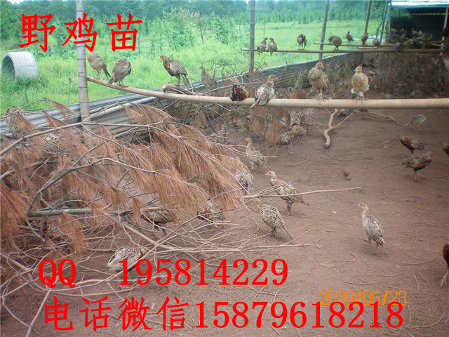 黄石港野鸡养殖视频丹徒五黑一绿绿壳蛋鸡苗