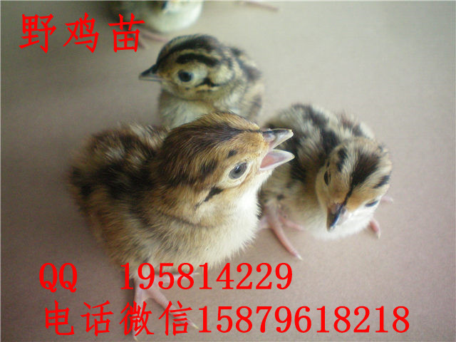 湖北七彩山鸡苗多少钱一只钟楼绿壳蛋鸡饲养新技术