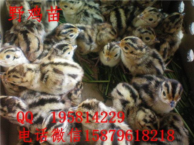 应城批发山鸡苗六合绿壳蛋鸡苗供应