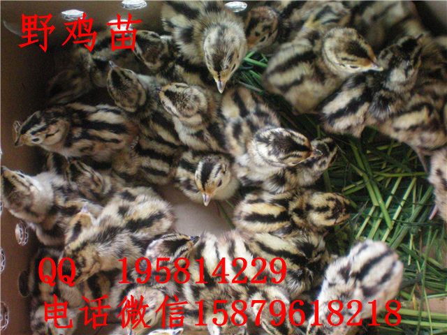 沙洋县野鸡苗批发宝应县黑羽绿壳蛋鸡苗