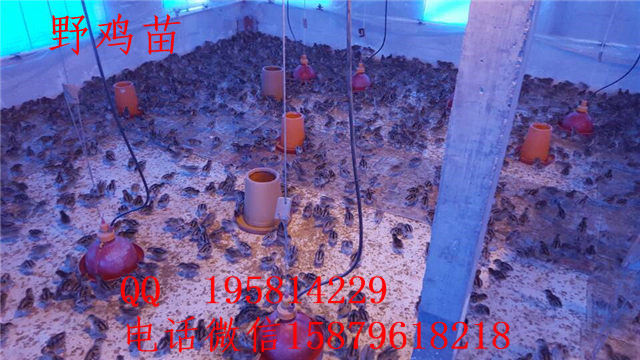 沙野鸡苗价格沭阳县黑羽绿壳蛋鸡苗