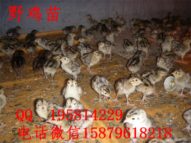 大悟县野鸡苗怎么养涟水县绿壳蛋鸡图片