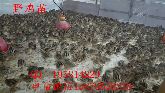沙洋县野鸡苗批发宝应县黑羽绿壳蛋鸡苗
