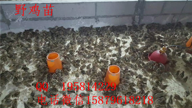 华容山鸡养殖视频阜宁县绿壳蛋鸡苗多少钱