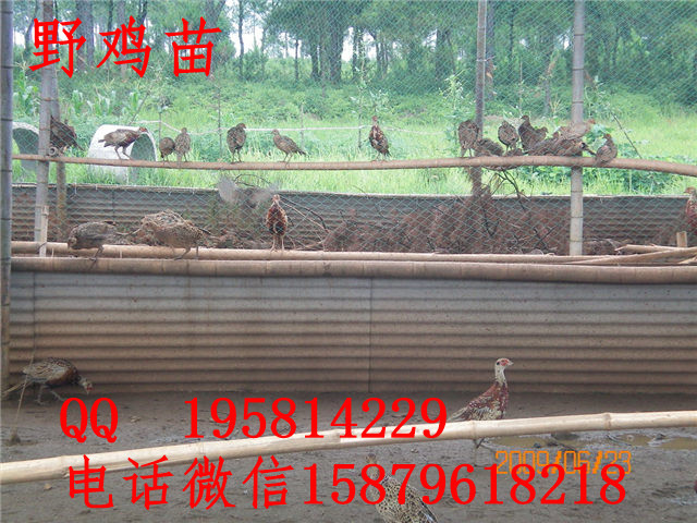 黄石港野鸡养殖视频丹徒五黑一绿绿壳蛋鸡苗