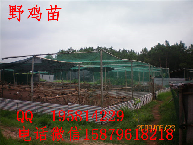 沙野鸡苗价格沭阳县黑羽绿壳蛋鸡苗