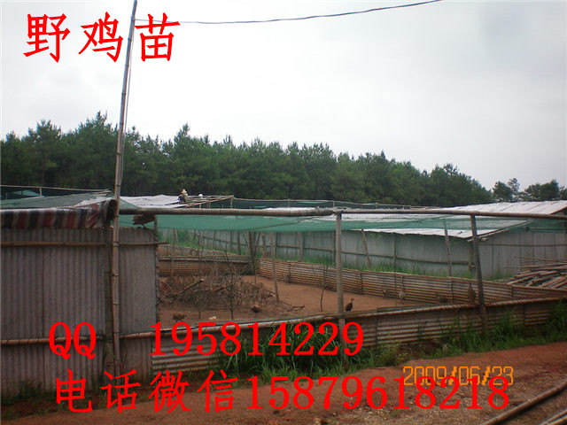 沙洋县野鸡苗批发宝应县黑羽绿壳蛋鸡苗