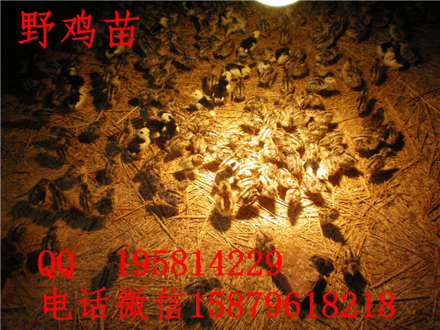 黄石港野鸡养殖视频丹徒五黑一绿绿壳蛋鸡苗