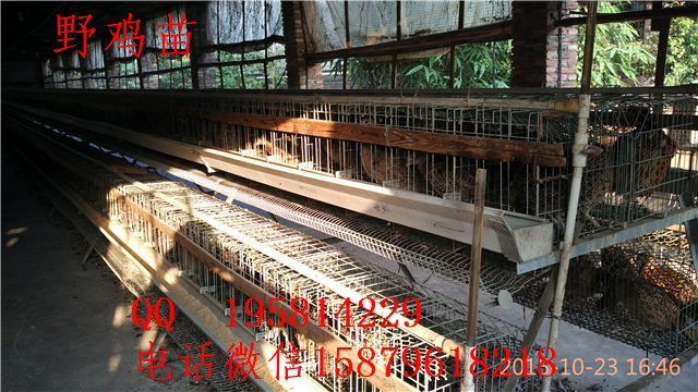 建始县山鸡养殖基地泉山绿壳蛋鸡苗多少钱