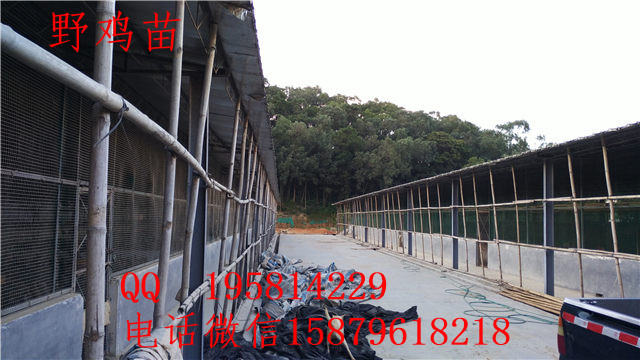 南漳县山鸡养殖视频清河绿壳蛋鸡苗供应