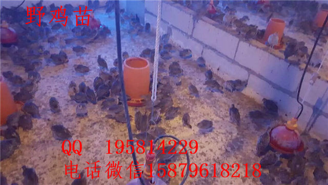 猇亭野鸡苗价格灌云县绿壳蛋鸡养殖场