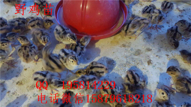 安陆野鸡养殖视频亭湖绿壳蛋鸡养殖前景