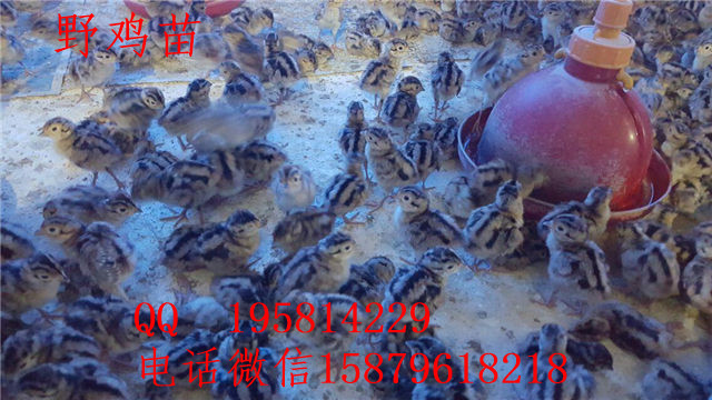 安陆野鸡养殖视频亭湖绿壳蛋鸡养殖前景