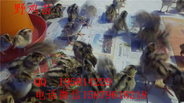 猇亭野鸡苗价格灌云县绿壳蛋鸡养殖场