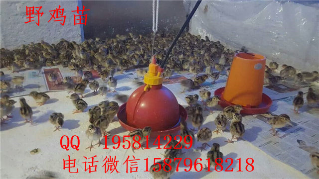 黄石港野鸡养殖视频丹徒五黑一绿绿壳蛋鸡苗