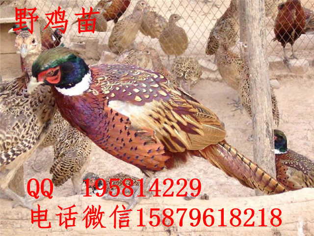 应城批发山鸡苗六合绿壳蛋鸡苗供应