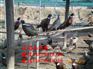 猇亭野鸡苗价格灌云县绿壳蛋鸡养殖场