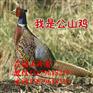 恩施野鸡苗图片江宁绿壳蛋鸡苗批发