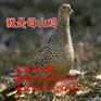 黄梅县野鸡苗批发赣榆县绿壳蛋鸡养殖成本
