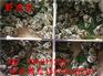 黄石七彩山鸡苗批发虎丘绿壳蛋鸡多少钱一斤