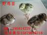 黄石港野鸡养殖视频丹徒五黑一绿绿壳蛋鸡苗