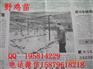 宜城野鸡苗出售建邺绿壳蛋鸡苗价格