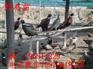 沙野鸡苗价格沭阳县黑羽绿壳蛋鸡苗