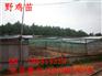 郧县山鸡养殖成本通州绿壳蛋鸡苗多少钱