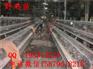 孝感七彩山鸡苗价格戚墅堰五黑一绿绿壳蛋鸡苗